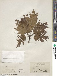 Quercus rubra image