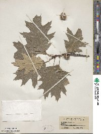 Quercus rubra image