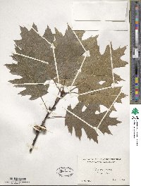 Quercus rubra image