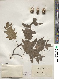 Quercus rubra image