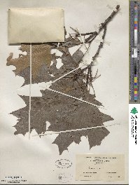 Quercus rubra image