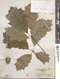 Quercus rubra image