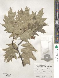 Quercus rubra image