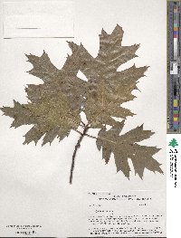 Quercus rubra image