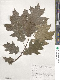 Quercus rubra image