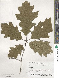 Quercus rubra image