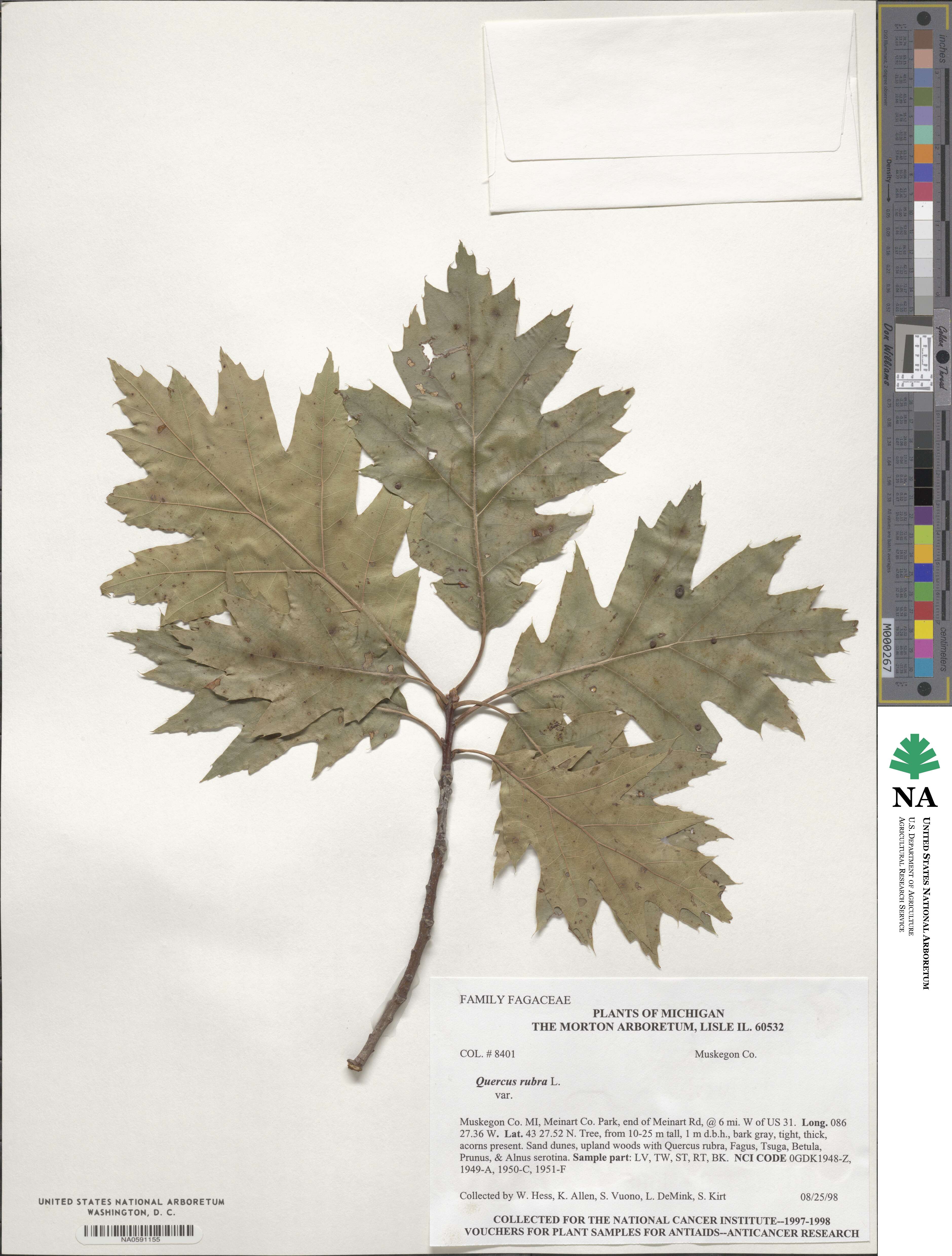 Quercus rubra image