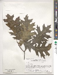 Quercus rubra image