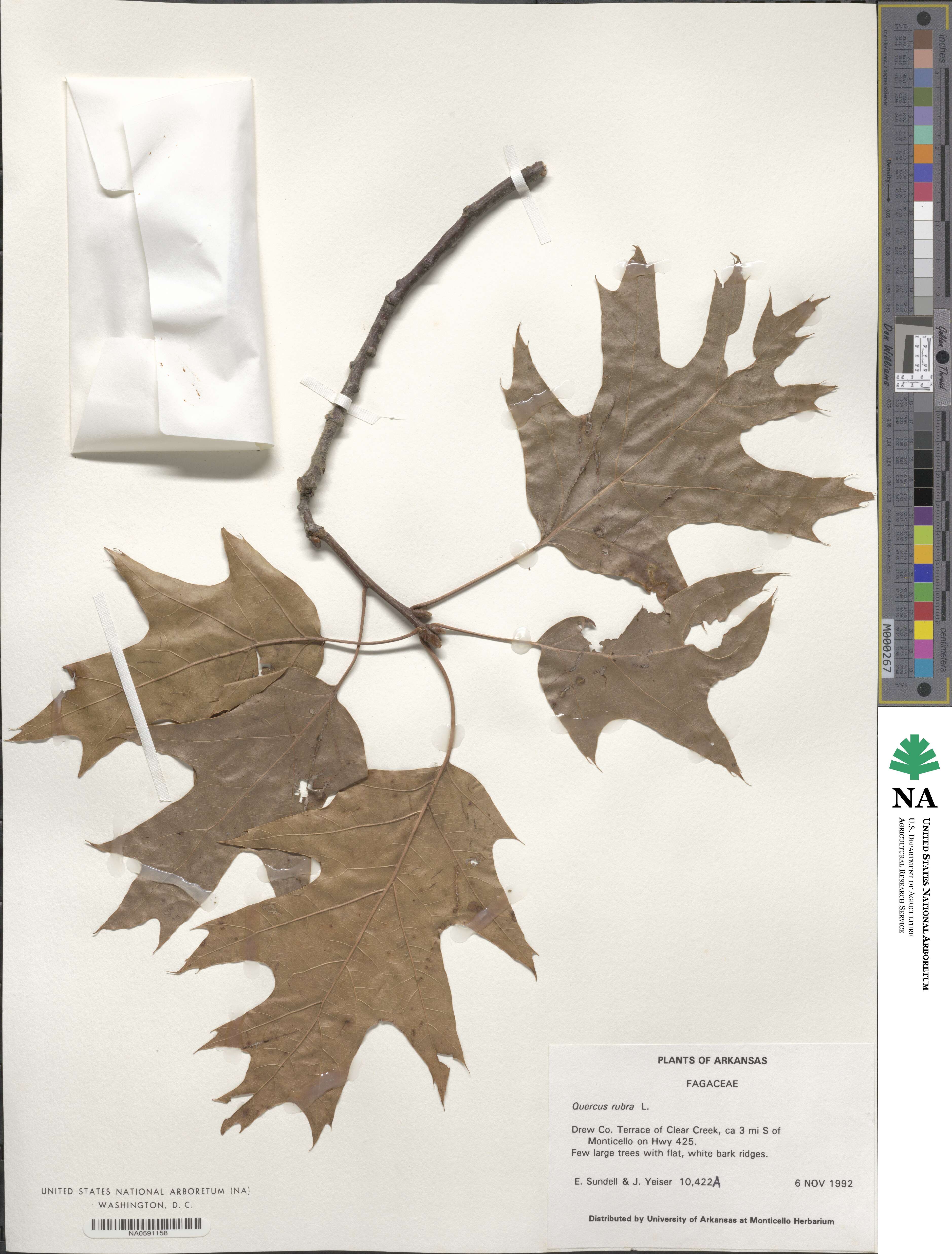 Quercus rubra image