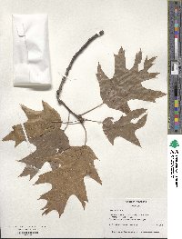 Quercus rubra image