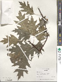 Quercus rubra image