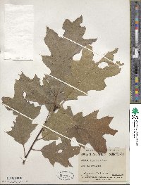 Quercus rubra image