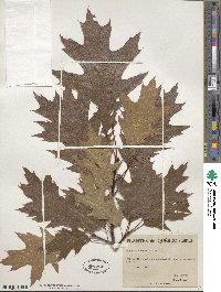 Quercus rubra image