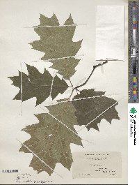 Quercus rubra image