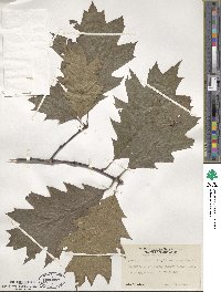 Quercus rubra image