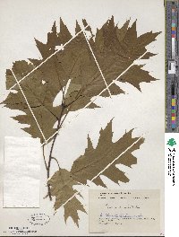 Quercus rubra image