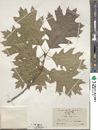 Quercus rubra image