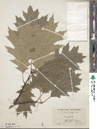 Quercus rubra image