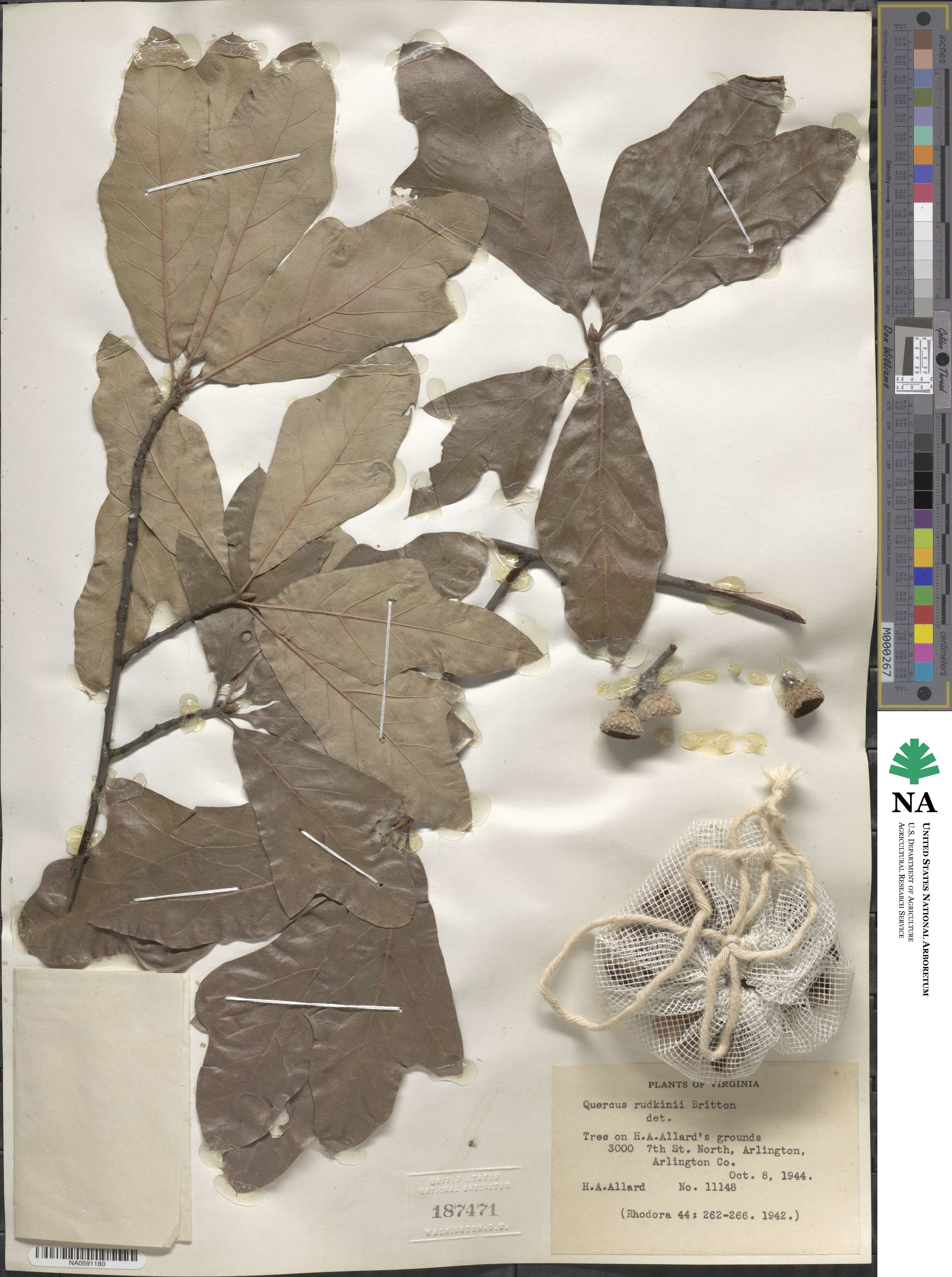 Quercus × rudkinii image