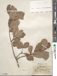 Quercus rugosa image