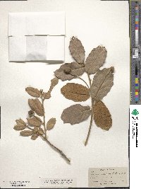 Quercus rugosa image