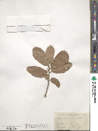 Quercus rugosa image