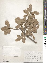 Quercus rugosa image