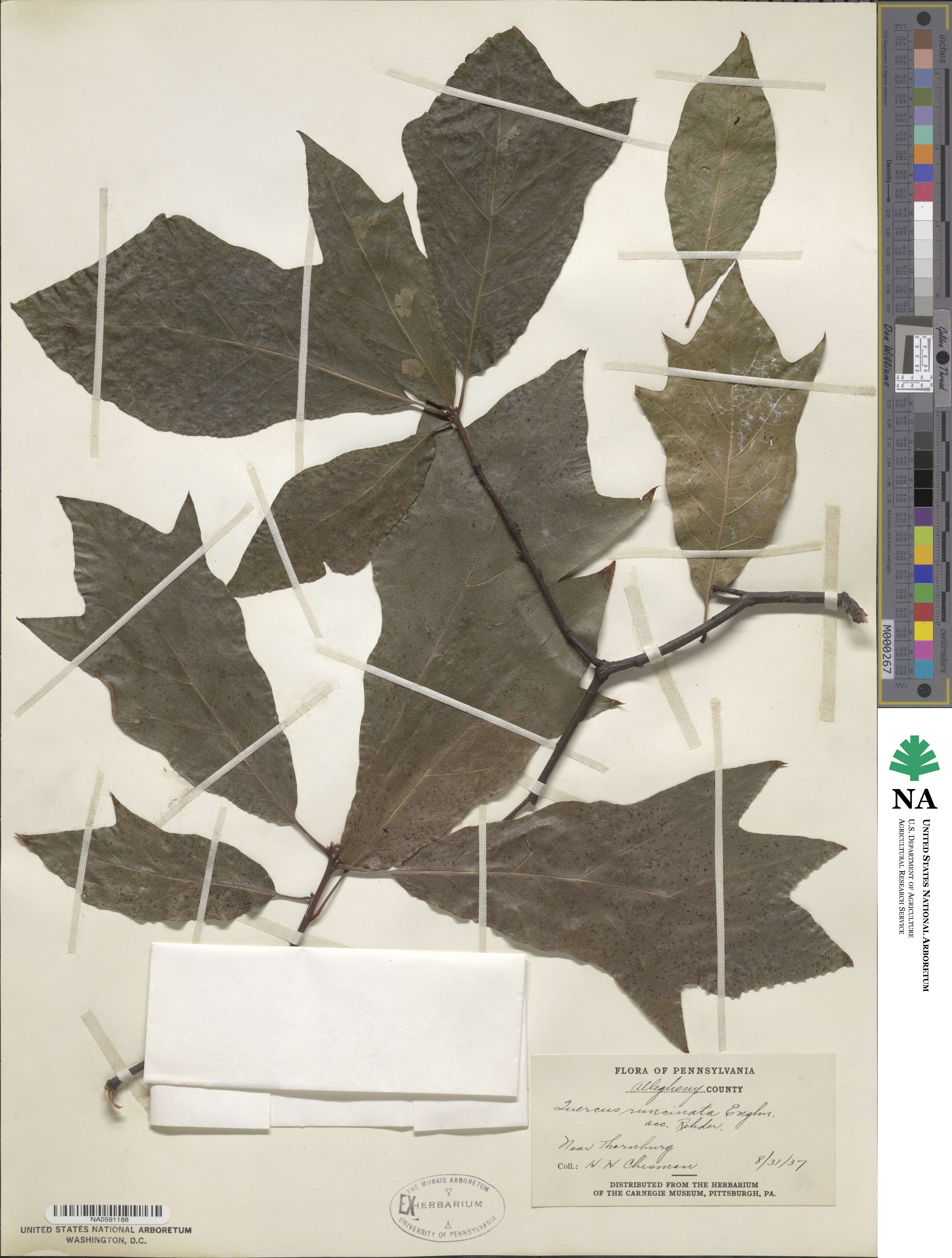 Quercus × runcinata image