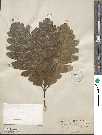 Quercus × saulii image