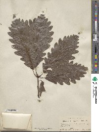 Quercus × saulii image