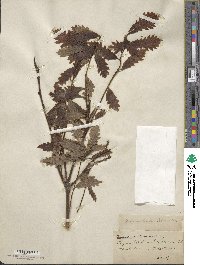 Quercus × saulii image