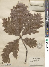 Quercus × saulii image