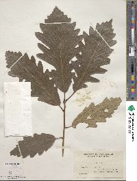 Quercus × saulii image