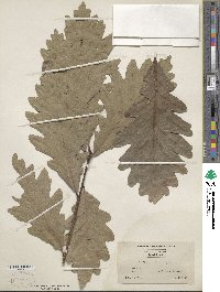 Quercus × saulii image