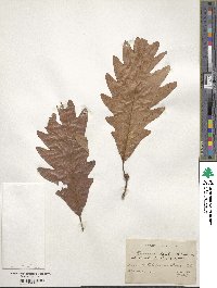 Quercus × saulii image