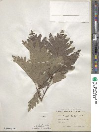 Quercus × saulii image