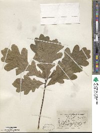 Quercus × saulii image