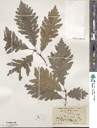 Quercus × saulii image