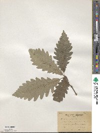 Quercus × saulii image