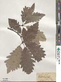 Quercus × saulii image