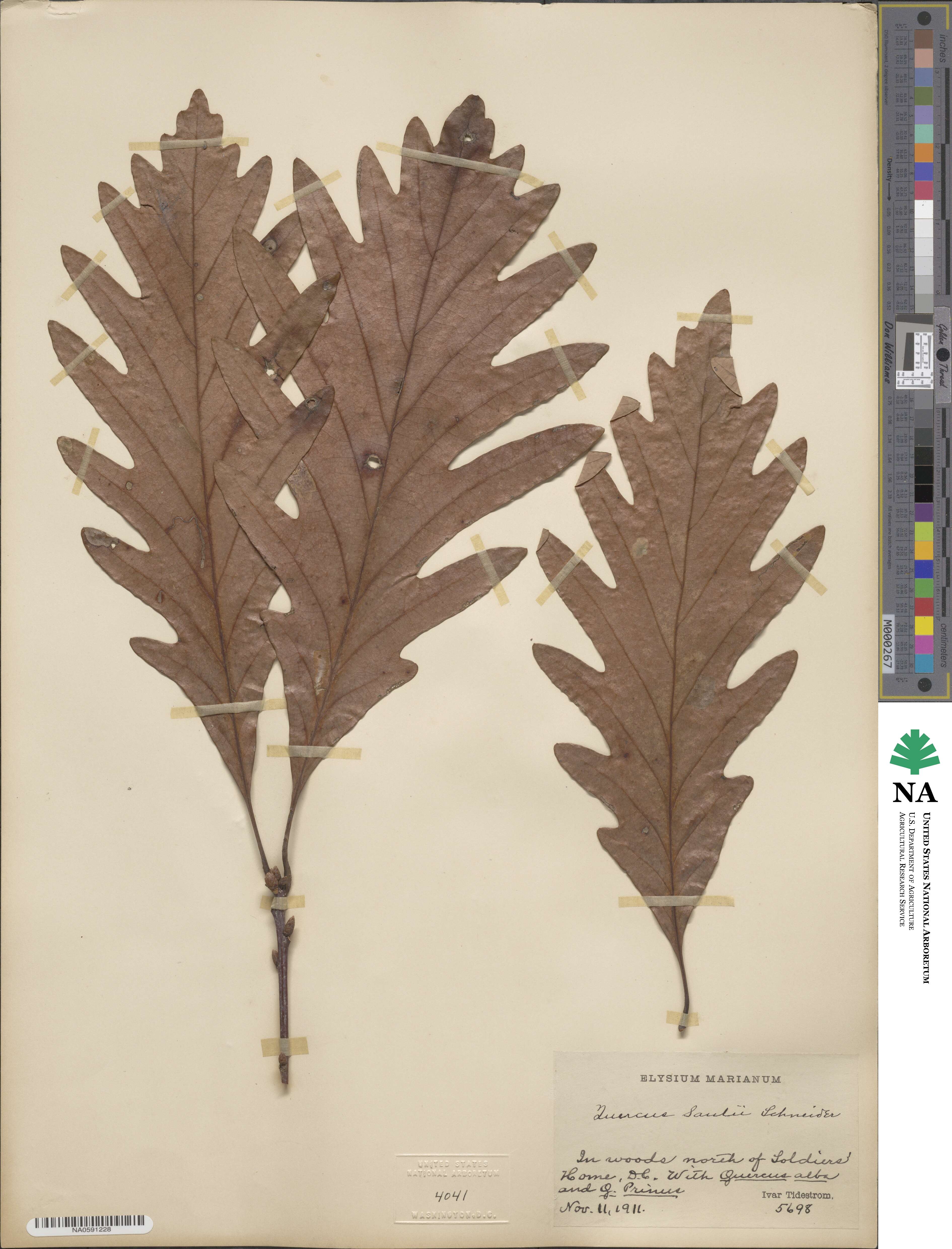 Quercus × saulii image