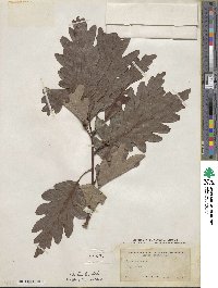 Quercus × saulii image