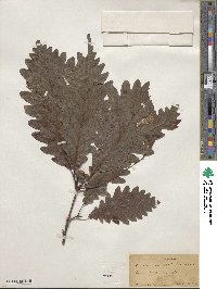 Quercus × saulii image