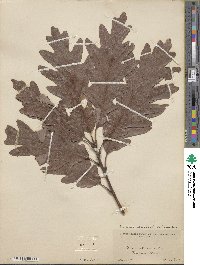 Quercus × saulii image