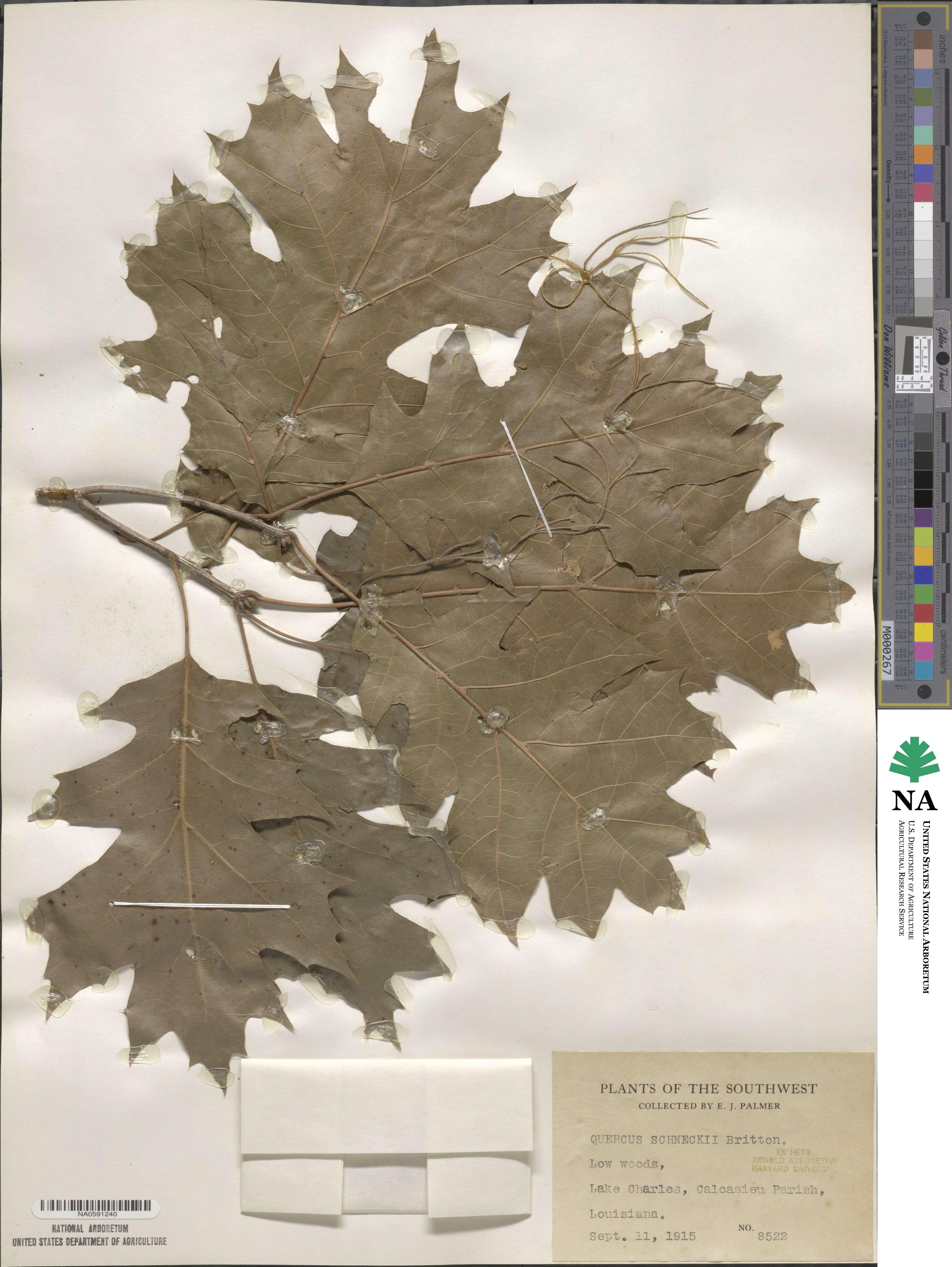 Quercus shumardii image
