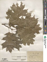 Quercus shumardii image