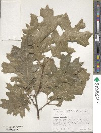 Quercus shumardii image