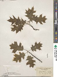 Quercus shumardii image