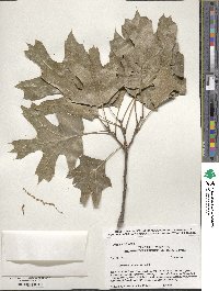 Quercus shumardii image