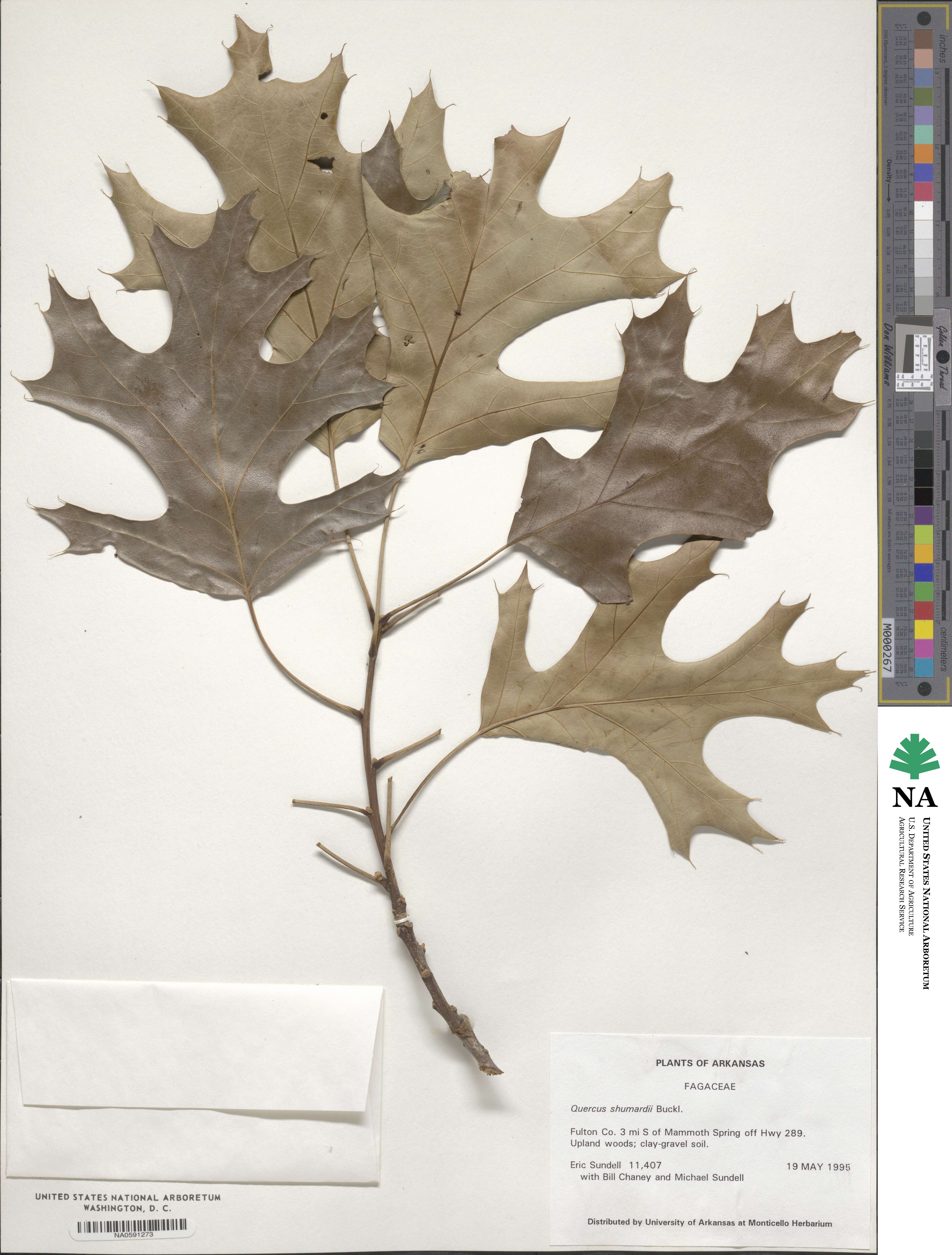 Quercus shumardii image